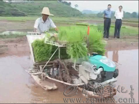 寧化：農(nóng)機(jī)服務(wù)隊(duì)搶插12萬(wàn)畝煙后稻