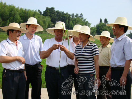 謝華安院士來寧指導河龍貢米和再生稻生產