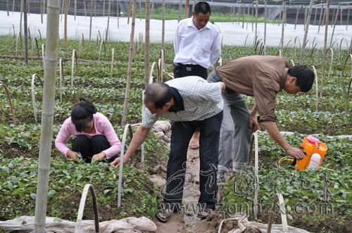 寧化補育苗木100萬株