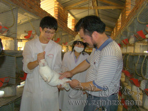 鑫鑫獺兔：5年孵出億元大產業