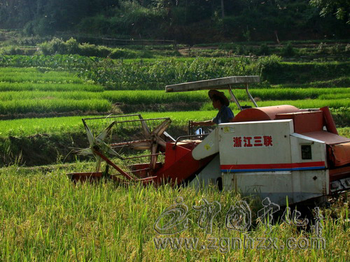 寧化4.5萬畝早稻開“機”收割