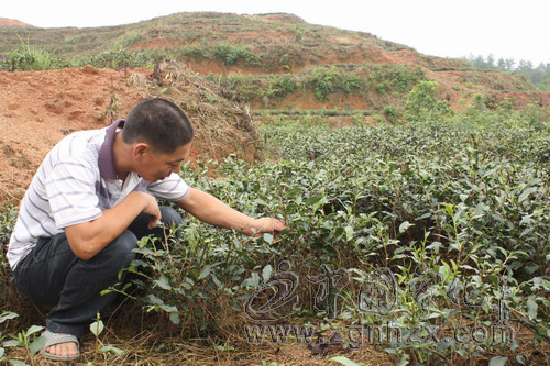 茶園養雞 雞糞變寶