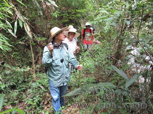 寧化新發現300余種中藥材