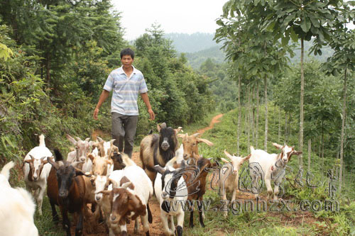 黃福生：返鄉創業當“羊倌”