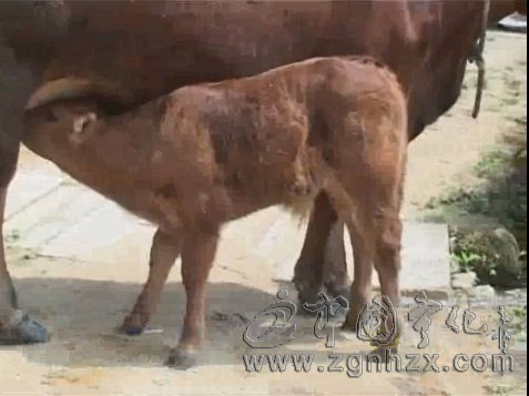 寧化首次繁育出雜交四代黃牛犢