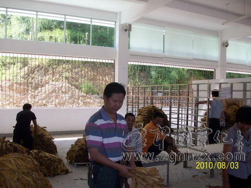 方田鄉(xiāng)采取補救措施確保煙農利益