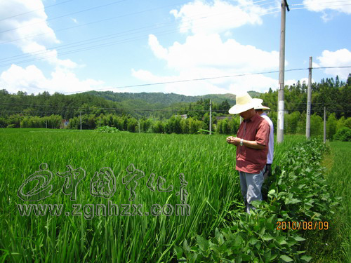 方田鄉訂單水稻制種助農增收