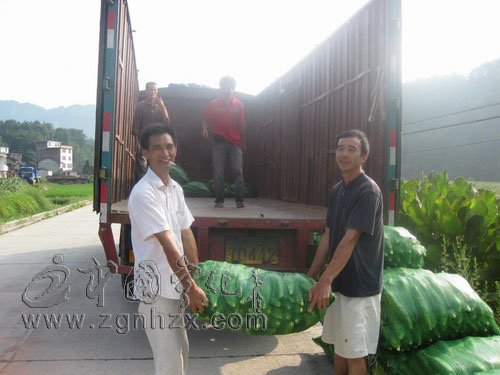 蔬菜合作社讓畬鄉育婦嘗甜頭