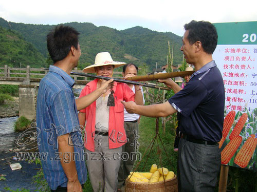 寧化上品超甜玉米喜獲豐收