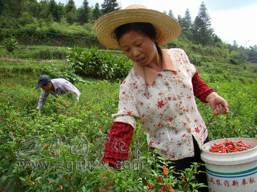 治平畬族鄉(xiāng)千畝指天椒映紅致富路