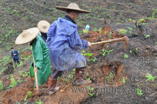 寧化1.5萬畝新造林獲中央財(cái)政補(bǔ)貼