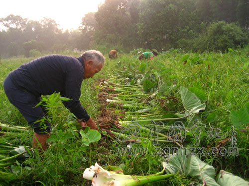 寧化檳榔芋災后不減收