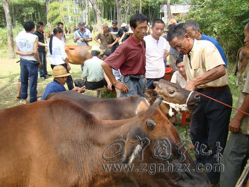 寧化湖村鎮(zhèn)店上村牛會(huì)交易紅火