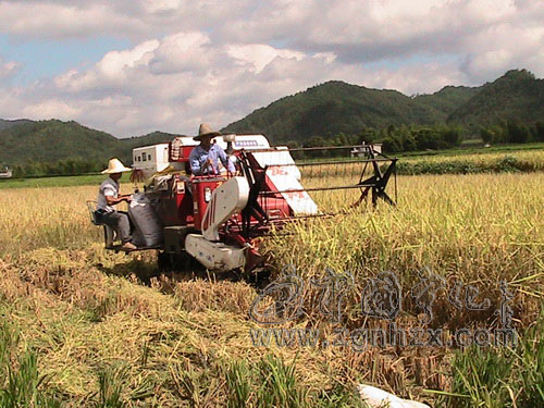 泉上鎮(zhèn)機(jī)收水稻2萬(wàn)畝 節(jié)約成本200萬(wàn)
