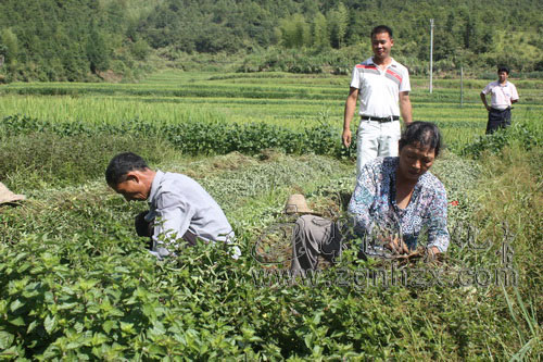 鄧永海：返鄉(xiāng)青年種仙草