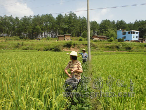 淮土鄉(xiāng)種植200畝紫云英提升地力