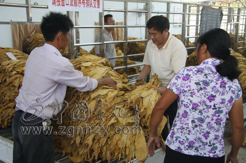 寧化煙葉產(chǎn)量全省首位  總量突破20萬擔(dān)