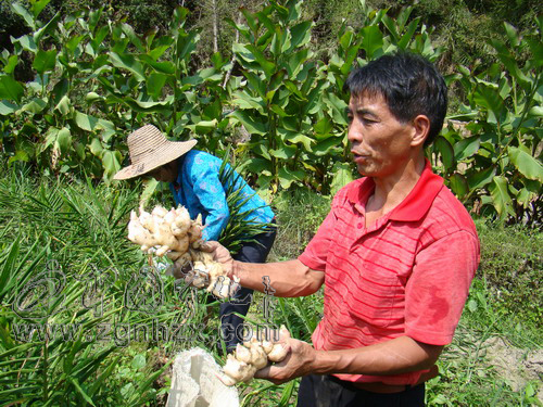 治平畬族鄉災后補種“臺灣肥姜”獲豐收
