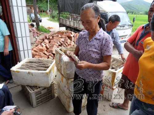 曹坊鄉：淮山完美轉型  農民喜獲豐收