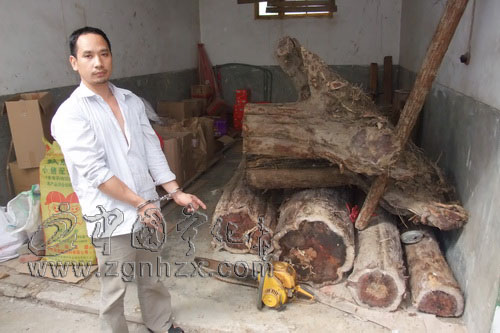 斬?cái)喾欠ú煞ツ戏郊t豆杉的黑手