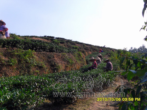 量減價增，全縣茶農(nóng)制茶忙
