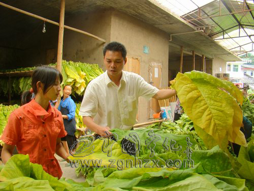 黨代表風采④:鐘玉春:“我的“辦公室”在煙田里