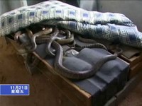 我縣“農”字號企業枝繁葉茂