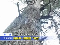 我縣有一棵福建“樹王”