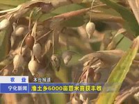 淮土鄉6000畝薏米喜獲豐收