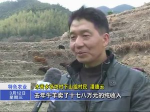 深山原生態放養  成就致富夢想
