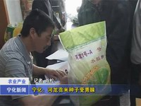 寧化：河龍貢米種子受青睞