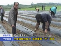 牛角椒提純復(fù)壯  或?qū)⒅匦隆芭！逼饋? width=