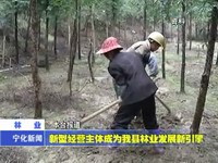 新型經(jīng)營(yíng)主體成為我縣林業(yè)發(fā)展新引擎