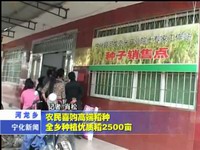 農(nóng)民喜購(gòu)高端稻種 河龍鄉(xiāng)種植優(yōu)質(zhì)稻2500畝