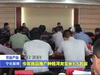 今年我縣推廣種植河龍貢米1.5萬畝