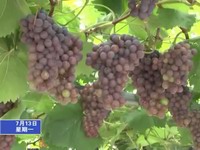 石壁的葡萄熟了