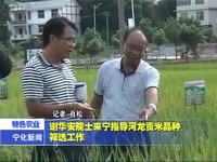 謝華安院士來寧指導河龍貢米品種篩選工作