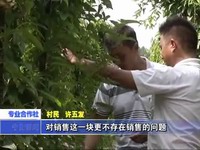 曹坊鎮合作社助力農民“致富夢”