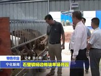 石壁鎮楊邊梅垅羊場開園