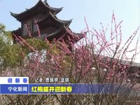 紅梅盛開迎新春