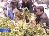 人勤春草 苗木交易紅火