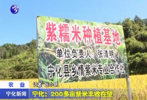 寧化：200多畝紫米豐收在望