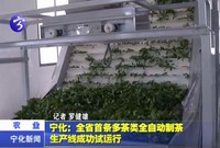 寧化：全省首條多茶類全自動制茶生產線成功試運行