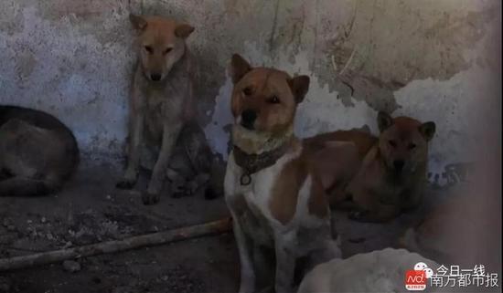 雖然有愛狗人士照料這些狗狗