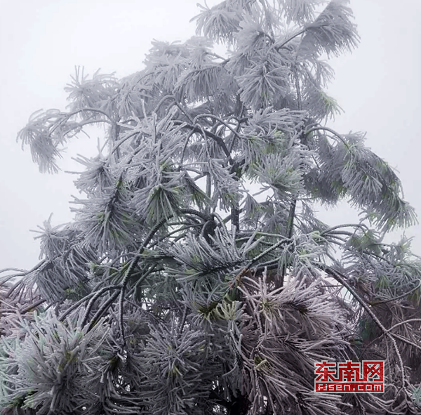 冬日添美景 三明多地降雪現霧凇冰掛 