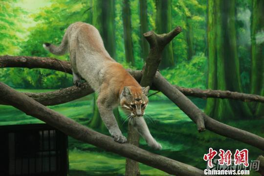 2016年11月在重慶動物園拍攝的的西藏亞種金貓。圖片來源見水印，下同