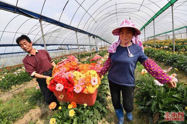 龍巖大學生舍棄高薪回農村種花 帶動貧困戶增收