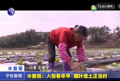 水茜鎮：人勤春來早，煙葉培土正當時