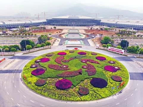 榕城檵木紅幾乎在同一時間綻放 滿城紅艷艷