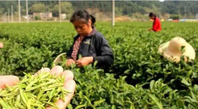 福建農村戶口升值 這些人身價暴漲